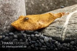 Brauner Kugelfisch, Tetraodon Miurus 11 Brauner Kugelfisch, Tetraodon Miurus -Heimtierbedarf Brauner Kugelfisch Tetraodon miurus 5