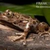 Brauner Rennfrosch, Kassina Fusca -Heimtierbedarf Brauner Rennfrosch Kassina fusca