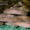 Breitkopf-Schwimmwühle, Typhlonectes Natans -Heimtierbedarf Breitkopf Schwimmwuehle Typhlonectes natans 1