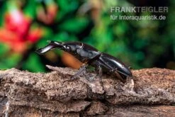 Bucephalus-Hirschkäfer, Dorcus Bucephalus -Heimtierbedarf Bucephalus Hirschkaefer Dorcus bucephalus 4