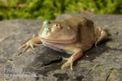 Budgett`s-Frosch, Lepidobatrachus Laevis 12 Budgett`s-Frosch, Lepidobatrachus Laevis -Heimtierbedarf Budgetts Frosch Lepidobatrachus laevis 2