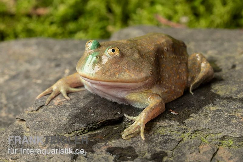 Budgett`s-Frosch, Lepidobatrachus Laevis 4 Budgett`s-Frosch, Lepidobatrachus Laevis – Bild 2