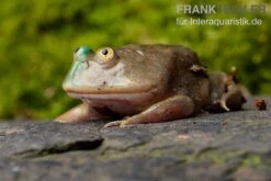 Budgett`s-Frosch, Lepidobatrachus Laevis 17 Budgett`s-Frosch, Lepidobatrachus Laevis -Heimtierbedarf Budgetts Frosch Lepidobatrachus laevis 7