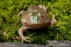 Budgett`s-Frosch, Lepidobatrachus Laevis 18 Budgett`s-Frosch, Lepidobatrachus Laevis -Heimtierbedarf Budgetts Frosch Lepidobatrachus laevis 8