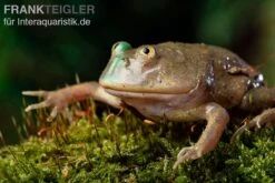 Budgett`s-Frosch, Lepidobatrachus Laevis 19 Budgett`s-Frosch, Lepidobatrachus Laevis -Heimtierbedarf Budgetts Frosch Lepidobatrachus laevis 9