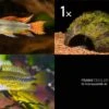 Bundle: 2x Zwergbuntbarsch, Apistogramma Cacad.. + Kokosnusshöhle Bepflanzt -Heimtierbedarf Bundle Apistogramma Kokosnuss
