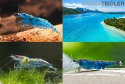 Bundle: Zwerggarnelen-Set "Blaue Lagune", 5 X Blue Jelly + 5 X Blue Dream + 5 X Blue Diamond Garnelen