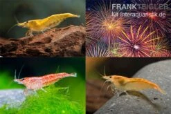 Bundle: Zwerggarnelen-Set "Feuerwerk", 5 X Yellow Fire + 5 X Red Fire + 5 X Orange Fire Garnelen