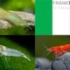 Bundle: Zwerggarnelen-Set "Italien", 5 X Grüne + 5 X White Pearl + 5 X Sakura Red Garnelen -Heimtierbedarf Bundle Zwerggarnelen Set Italien 5 x Gruene 5 x White Pearl 5 x Sakura Red Garnelen