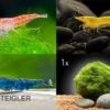 Bundle Bunte Truppe: 10 X Neocaridina Im Farbmix + Javamoos -Heimtierbedarf Bunte Truppe 10 x Neocaridina im Farbmix Mooskugel