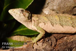 Buntleguan, Polychrus Marmoratus -Heimtierbedarf Buntleguan Polychrus marmoratus 3