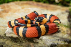 Campbell Dreiecksnatter "Apricot", Lampropeltis Tringulum Campbelli -Heimtierbedarf Campbells Dreiecksnatter Apricot Lampropeltis tringulum campbelli 2