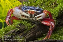 Harlekinkrabbe, Cardisoma Armatum -Heimtierbedarf Cardisoma armatum 4