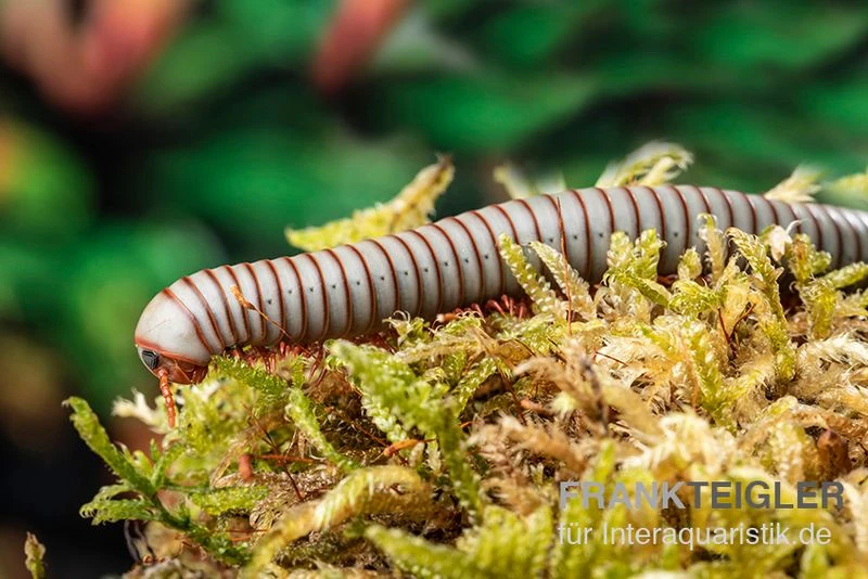 Caudulanus-Tausendfüßer, Spirobolus Caudulanus 4 Caudulanus-Tausendfüßer, Spirobolus Caudulanus – Bild 2