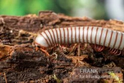 Caudulanus-Tausendfüßer, Spirobolus Caudulanus 9 Caudulanus-Tausendfüßer, Spirobolus Caudulanus -Heimtierbedarf Caudulanus Tausendfuesser Spirobolus caudulanus 3
