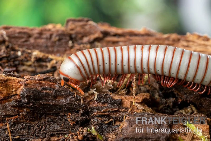 Caudulanus-Tausendfüßer, Spirobolus Caudulanus 5 Caudulanus-Tausendfüßer, Spirobolus Caudulanus – Bild 3