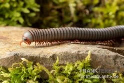 Caudulanus-Tausendfüßer, Spirobolus Caudulanus 10 Caudulanus-Tausendfüßer, Spirobolus Caudulanus -Heimtierbedarf Caudulanus Tausendfuesser Spirobolus caudulanus 4