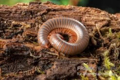 Caudulanus-Tausendfüßer, Spirobolus Caudulanus 11 Caudulanus-Tausendfüßer, Spirobolus Caudulanus -Heimtierbedarf Caudulanus Tausendfuesser Spirobolus caudulanus 5