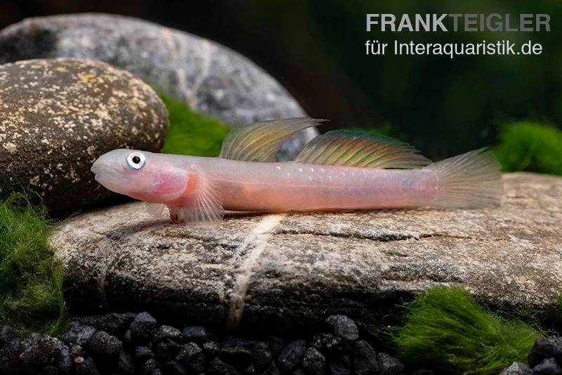 Cebu-Grundel, Sicyopus Cebuensis, 1 Paar 3 Cebu-Grundel, Sicyopus Cebuensis, 1 Paar