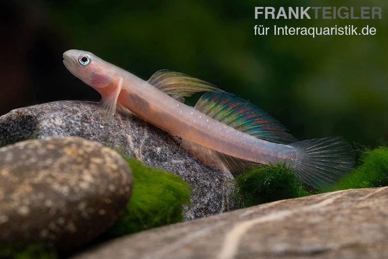 Cebu-Grundel, Sicyopus Cebuensis, 1 Paar 4 Cebu-Grundel, Sicyopus Cebuensis, 1 Paar – Bild 2