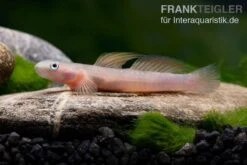 Cebu-Grundel, Sicyopus Cebuensis, 1 Paar 11 Cebu-Grundel, Sicyopus Cebuensis, 1 Paar -Heimtierbedarf Cebu Grundel Sicyopus cebuensis 3