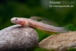 Cebu-Grundel, Sicyopus Cebuensis, 1 Paar 12 Cebu-Grundel, Sicyopus Cebuensis, 1 Paar -Heimtierbedarf Cebu Grundel Sicyopus cebuensis 4