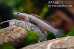 Cebu-Grundel, Sicyopus Cebuensis, 1 Paar 13 Cebu-Grundel, Sicyopus Cebuensis, 1 Paar -Heimtierbedarf Cebu Grundel Sicyopus cebuensis 5