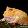 Aprikosefarbener Albino Pacman-Frog, Ceratophrys Cranwelli Apricot -Heimtierbedarf Ceratophrys cranwelli Apricot