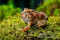 Butterfly Ornated-Pacman-Frog, Ceratophrys Ornata Butterfly Ornated -Heimtierbedarf Ceratophrys cranwelli Butterfly Ornated 12