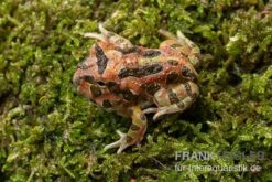 Butterfly Ornated-Pacman-Frog, Ceratophrys Ornata Butterfly Ornated -Heimtierbedarf Ceratophrys cranwelli Butterfly Ornated 2
