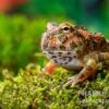 Butterfly Ornated-Pacman-Frog, Ceratophrys Ornata Butterfly Ornated -Heimtierbedarf Ceratophrys cranwelli Butterfly Ornated 3