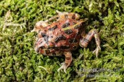 High Red Ornated-Pacman-Frog, Ceratophrys Cranwelli High Red Ornated -Heimtierbedarf Ceratophrys cranwelli High Red Ornated