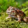 High Red Ornated-Pacman-Frog, Ceratophrys Cranwelli High Red Ornated -Heimtierbedarf Ceratophrys cranwelli High Red Ornated 4