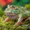 Peppermint-Pacman-Frog, Ceratophrys Cranwelli Peppermint -Heimtierbedarf Ceratophrys cranwelli Peppermint 7