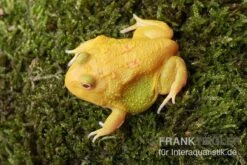 Super Pikachu-Pacman-Frog, Ceratophrys Cranwelli Super Pikachu 5 Super Pikachu-Pacman-Frog, Ceratophrys Cranwelli Super Pikachu -Heimtierbedarf Ceratophrys cranwelli Super Pikachu