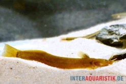 Cerinum-Wels, Amblyceps Cerinum -Heimtierbedarf Cerinum Wels Amblyceps cerinum 1