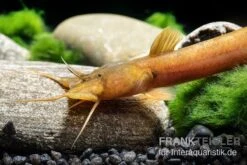 Cerinum-Wels, Amblyceps Cerinum -Heimtierbedarf Cerinum Wels Amblyceps cerinum 1 1