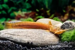 Cerinum-Wels, Amblyceps Cerinum -Heimtierbedarf Cerinum Wels Amblyceps cerinum 3