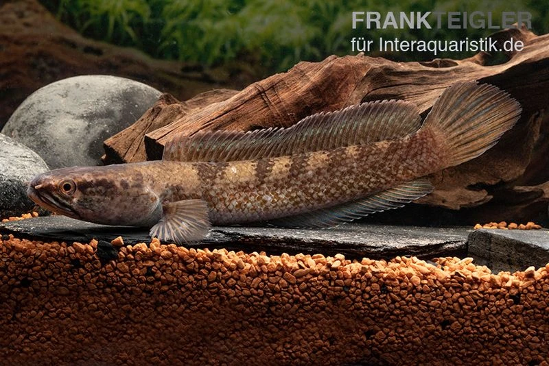 Meghalaya Leopard Schlangenkopf, Channa Sp. „Meghalaya Leopard" 3 Meghalaya Leopard Schlangenkopf, Channa Sp. „Meghalaya Leopard"