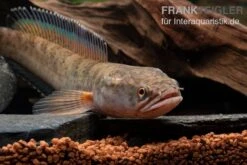 True Blue Schlangenkopf, Channa Sp. „True Blue Snakehead“ -Heimtierbedarf Channa spec 2 True Blue 1