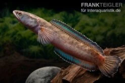 True Blue Schlangenkopf, Channa Sp. „True Blue Snakehead“ -Heimtierbedarf Channa spec 2 True Blue 15