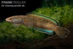 True Blue Schlangenkopf, Channa Sp. „True Blue Snakehead“ -Heimtierbedarf Channa spec 2 True Blue 17