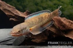 True Blue Schlangenkopf, Channa Sp. „True Blue Snakehead“ -Heimtierbedarf Channa spec 2 True Blue 24