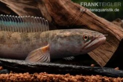 True Blue Schlangenkopf, Channa Sp. „True Blue Snakehead“ -Heimtierbedarf Channa spec 2 True Blue 8
