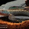 True Blue Schlangenkopf, Channa Sp. „True Blue Snakehead“ -Heimtierbedarf Channa spec True Blue 18