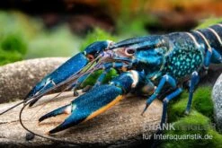 Cherax "Pink Coral", Cherax Warsamsonicus 6 Cherax "Pink Coral", Cherax Warsamsonicus -Heimtierbedarf Cherax Pink Coral Cherax warsamsonicus