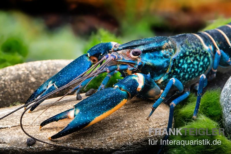 Cherax "Pink Coral", Cherax Warsamsonicus 4 Cherax "Pink Coral", Cherax Warsamsonicus – Bild 2