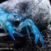 Blauer Yabby, Cherax Destructor "Blue Pearl" 2 Blauer Yabby, Cherax Destructor "Blue Pearl" -Heimtierbedarf Cherax destructor Blue Pearl 3
