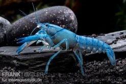 Blauer Yabby, Cherax Destructor "Blue Pearl" -Heimtierbedarf Cherax destructor Blue Pearl 6