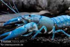 Blauer Yabby, Cherax Destructor "Blue Pearl" -Heimtierbedarf Cherax destructor Blue Pearl 8